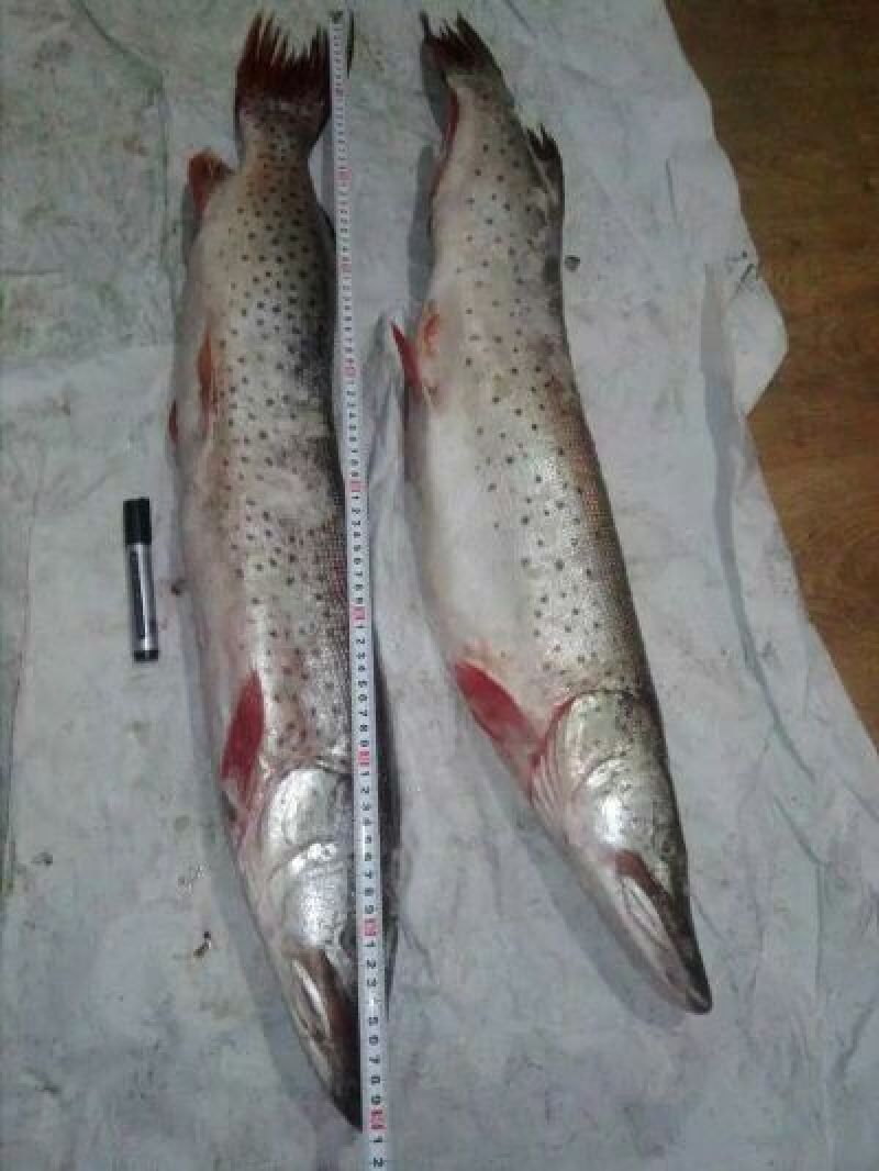 鲫鱼食用