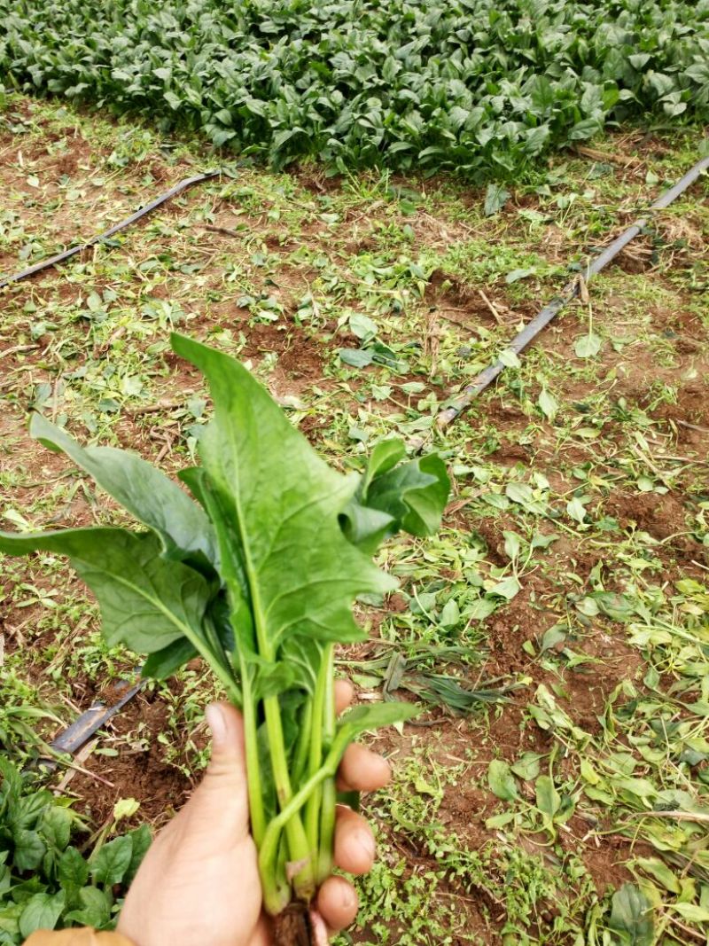 黑叶菠菜20~25厘米