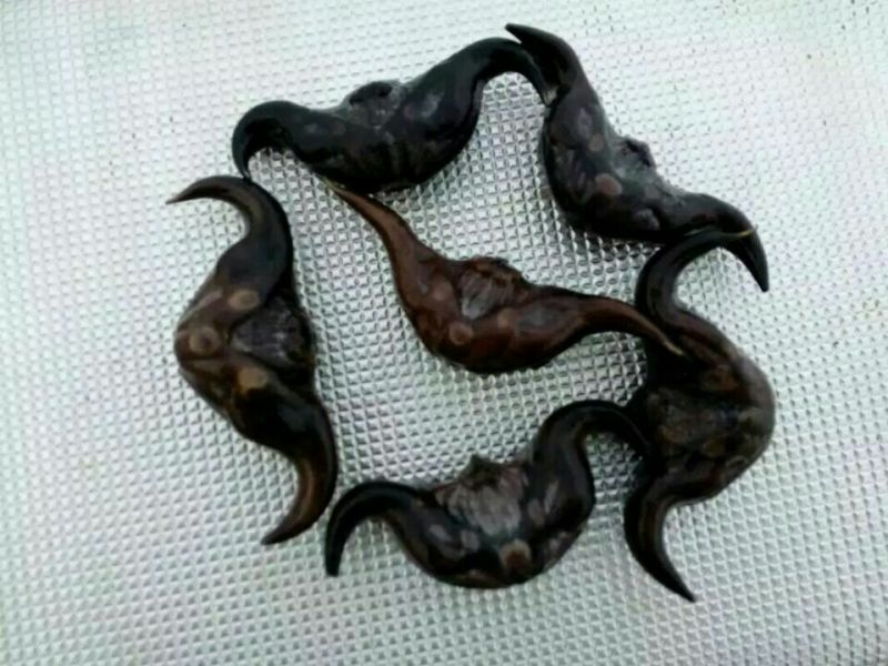 脱皮老菱角家菱产地直销脱皮菱角（菱角种子提前预约）