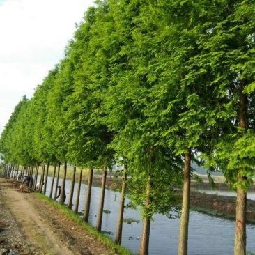 精品水杉，池杉，落雨杉，中山杉，红豆杉，
