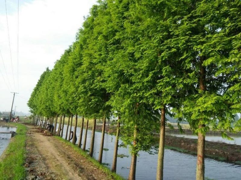 精品水杉，池杉，落雨杉，中山杉，红豆杉，