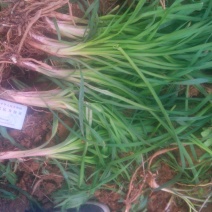 黄花菜种苗高产品种现挖现发