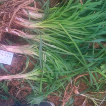 黄花菜种苗高产品种现挖现发