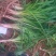 黄花菜种苗高产品种现挖现发
