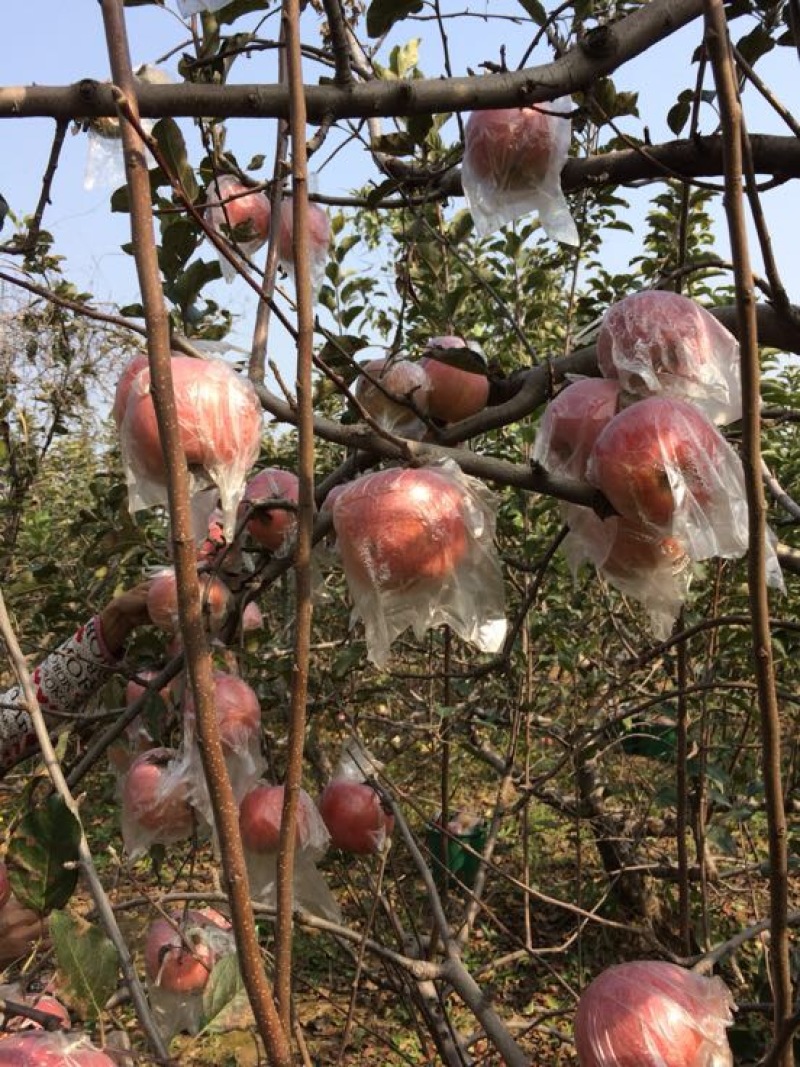 红富士苹果