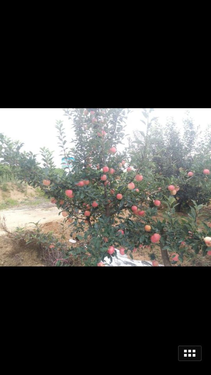 嘎啦苹果纸+膜袋