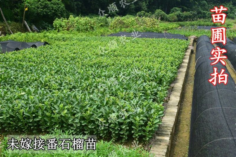 番石榴苗珍珠番石榴苗