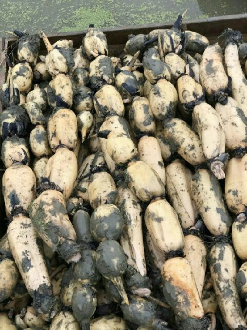 天门沉湖纯绿色莲藕种苗