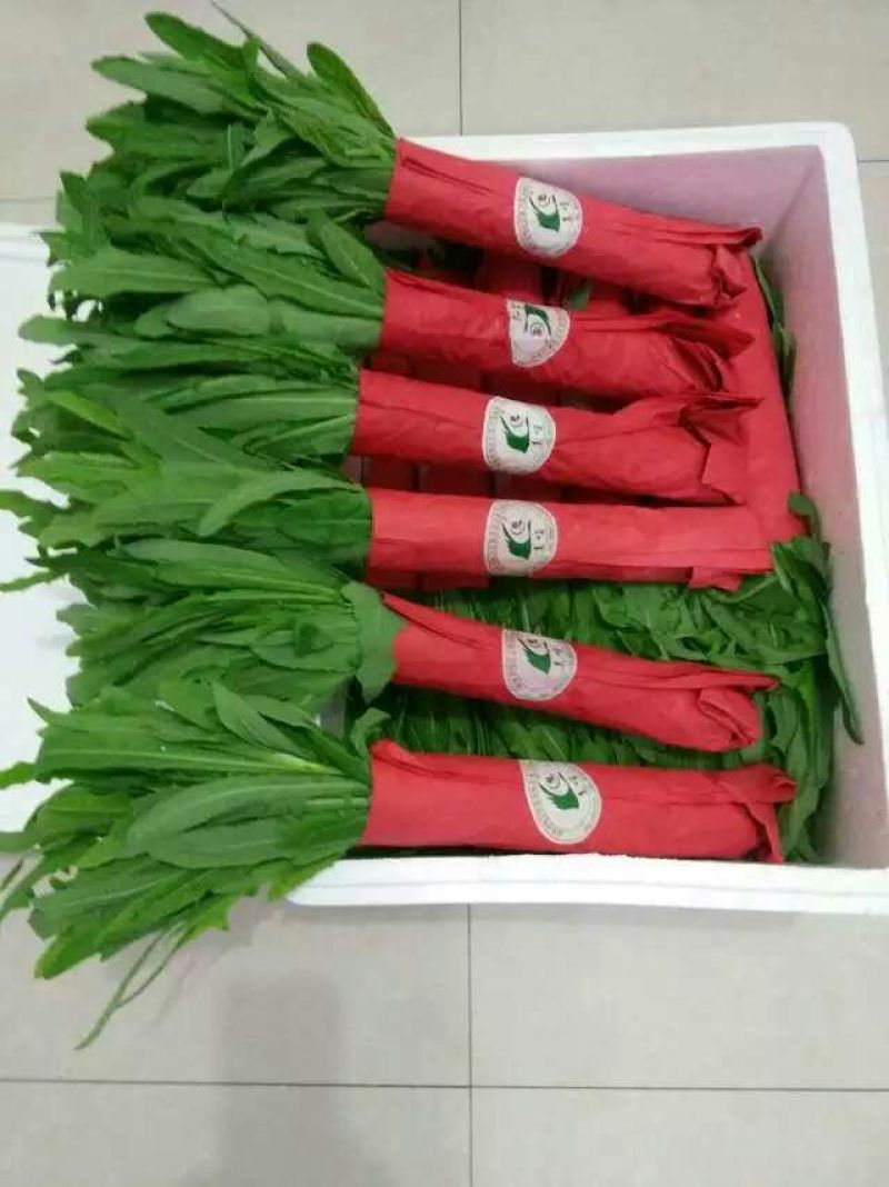 苦苣菜5~8厘米