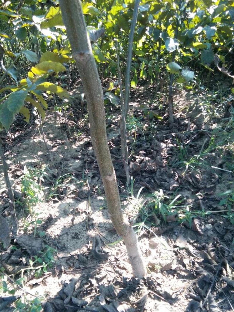 核桃苗50~100cm一年苗，薄皮核桃树苗，现挖现发