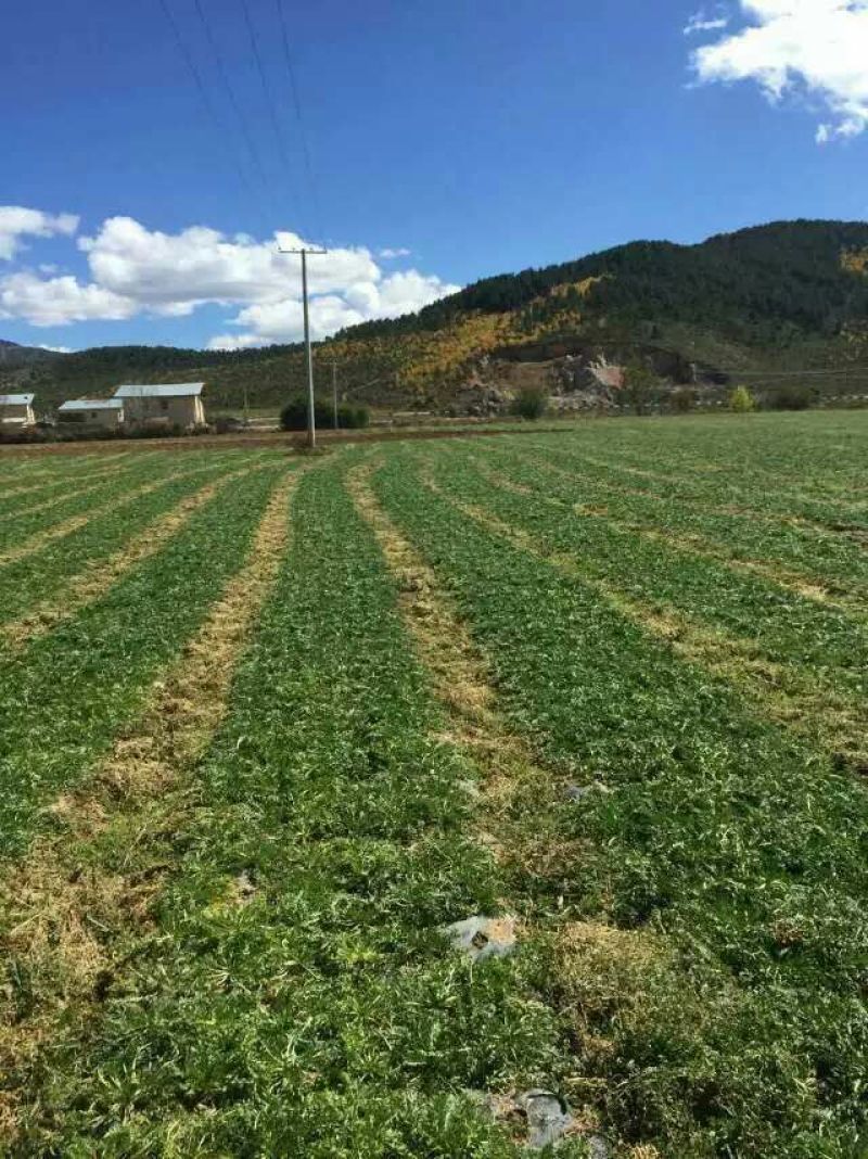 黑玛卡黑色