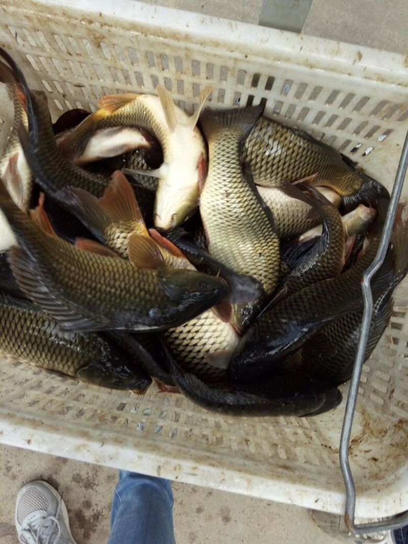 池鲤鱼饲料2~3公斤