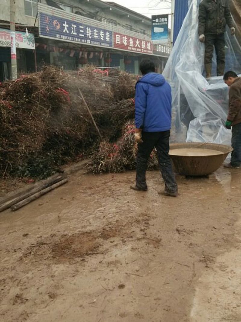 沾化冬枣一年苗两年苗成活率高占地冬枣树苗接穗供货