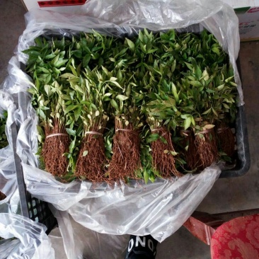 花椒苗0.5~1年