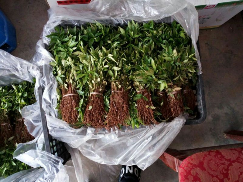 花椒苗0.5~1年