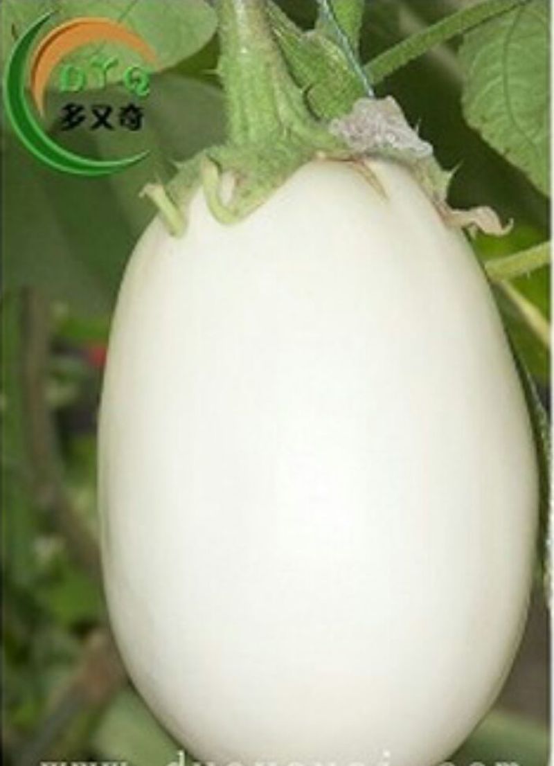 白茄子种子