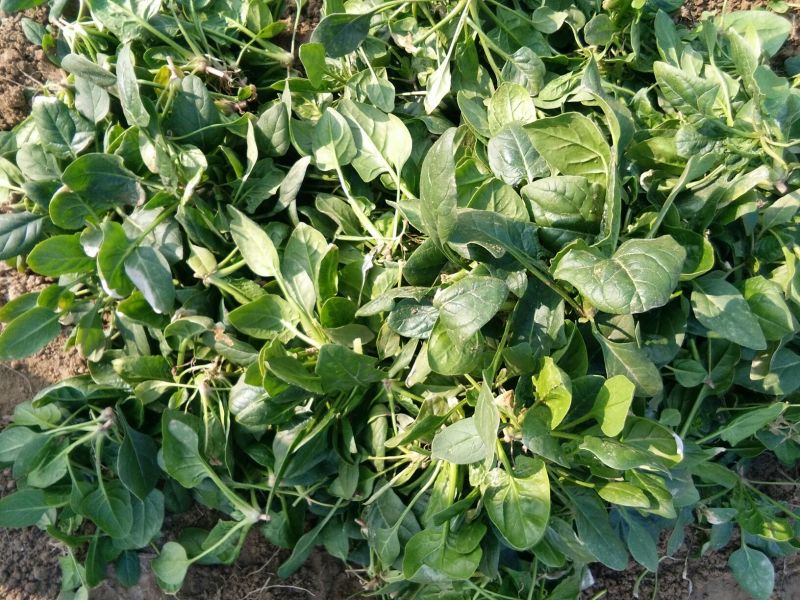 越冬菠菜10~15厘米