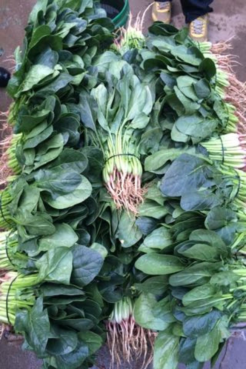 大叶菠菜