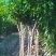 芒果苗米径4cm实生袋苗