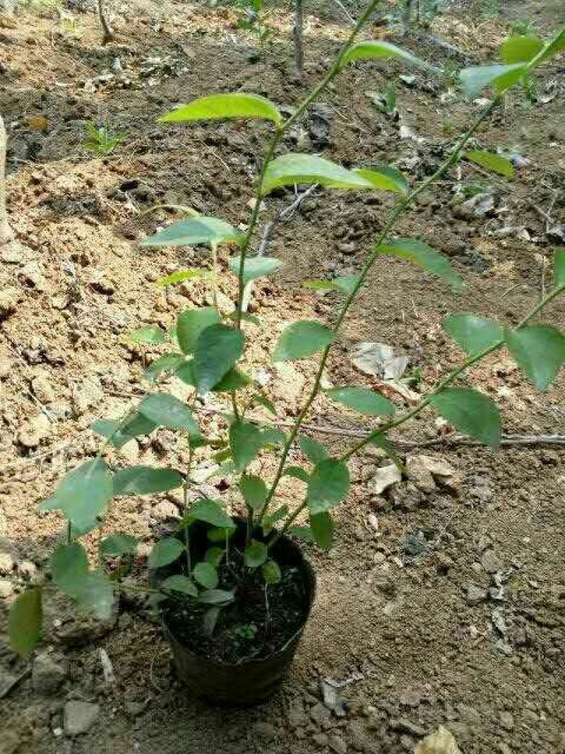 蓝莓苗50~80cm1~2年