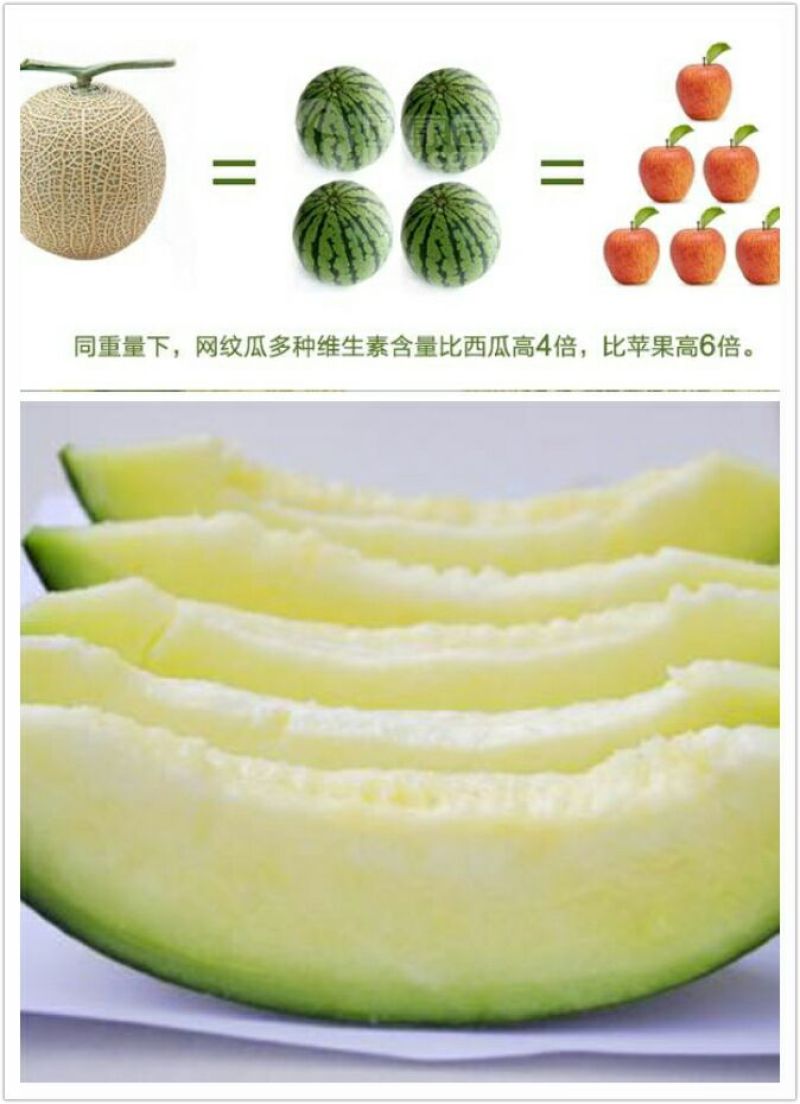 网纹瓜3斤以上椭圆形