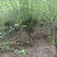 红石榴苗80cm以上软子石榴树，泰山红大石榴树苗种植基地