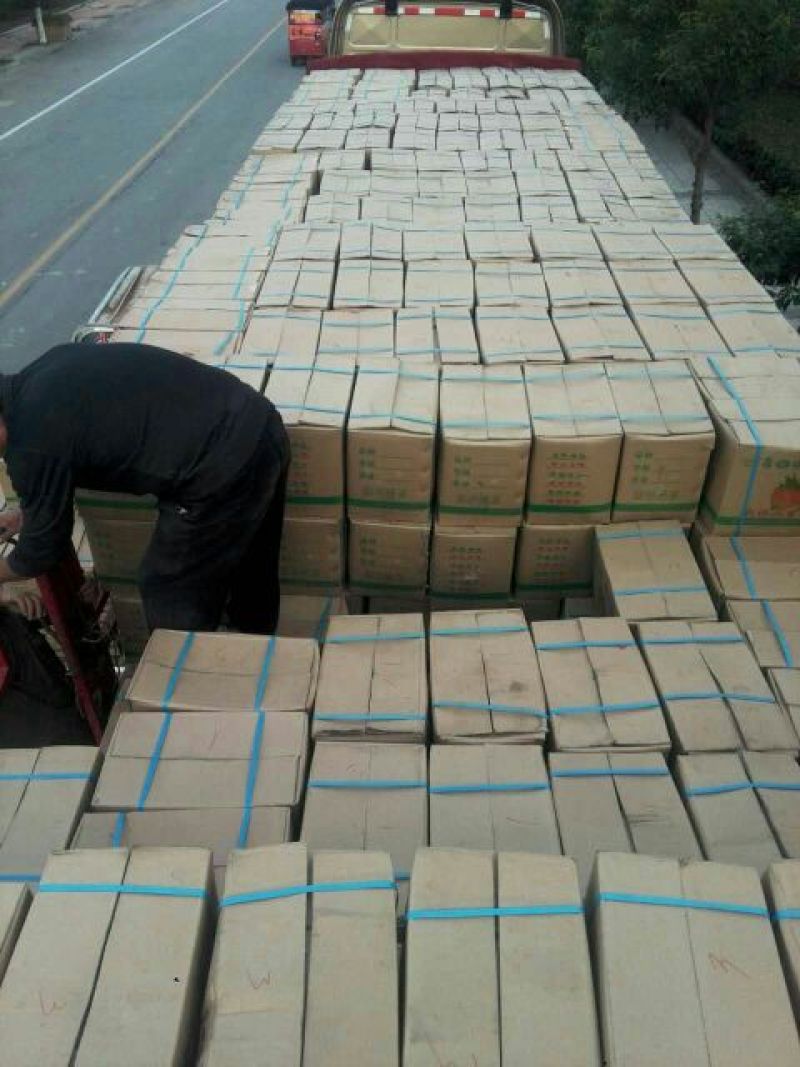 枣庄石榴3两~5两