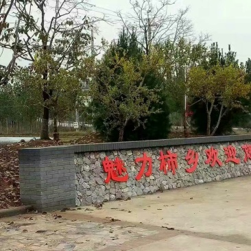 柿饼1~2两