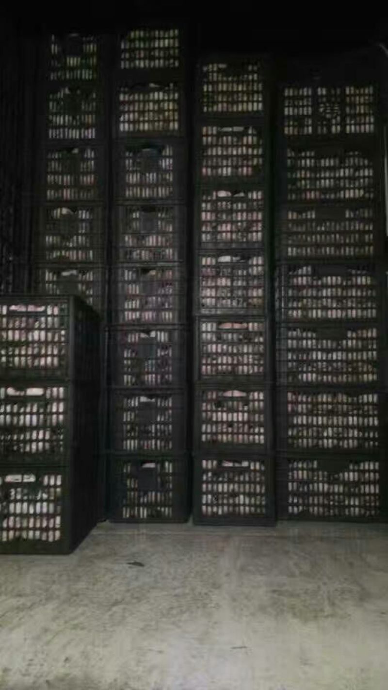 砀山梨60~100g纸袋