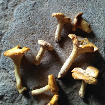 鸡油菌