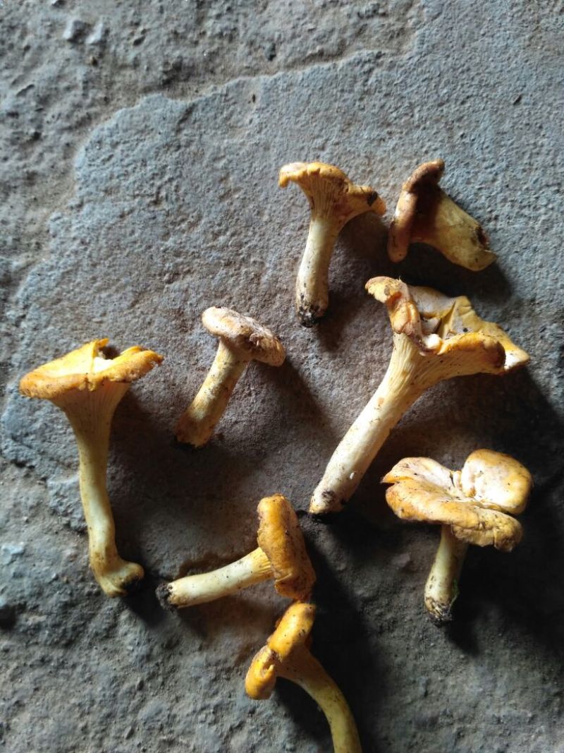 鸡油菌