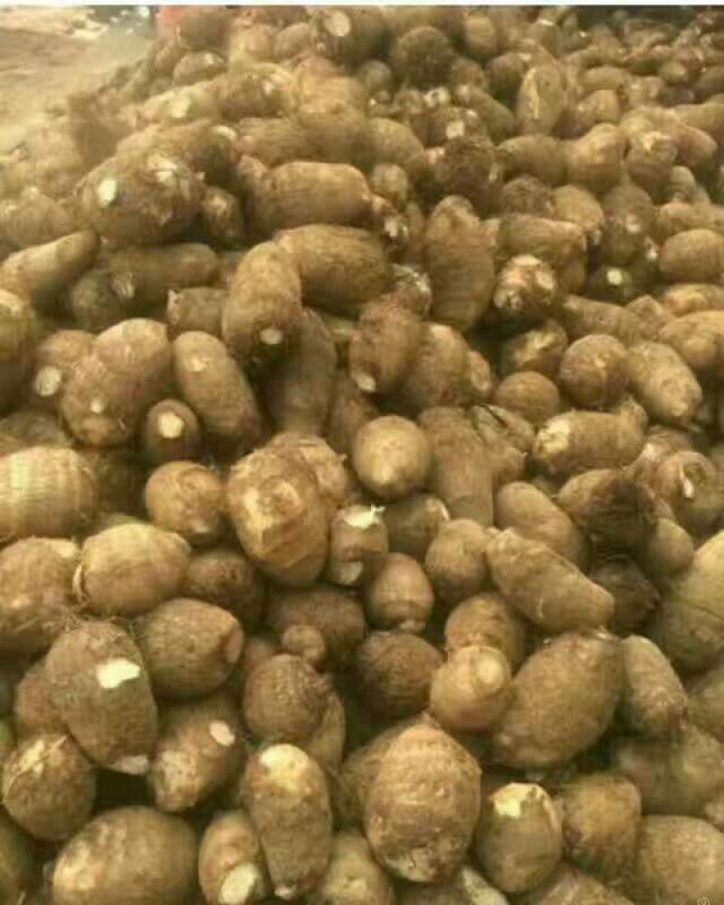 山东优质芋头大量上市，优质沙土芋头，保质保量，产地直供。