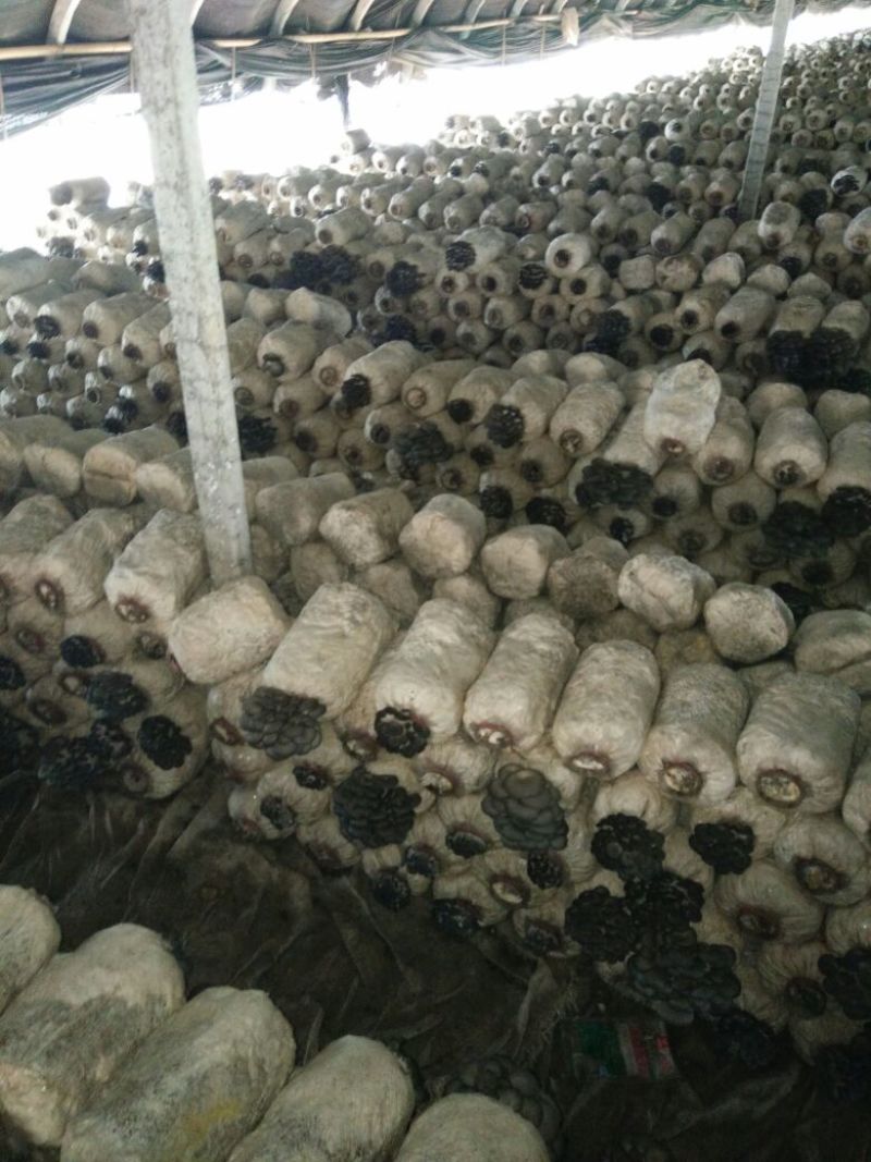 精品平菇
