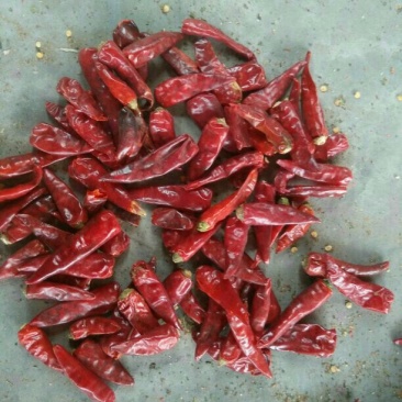 子弹头辣椒2~5厘米中辣红有下通货，