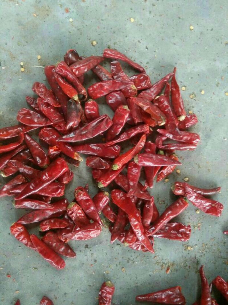 子弹头辣椒2~5厘米中辣红有下通货，