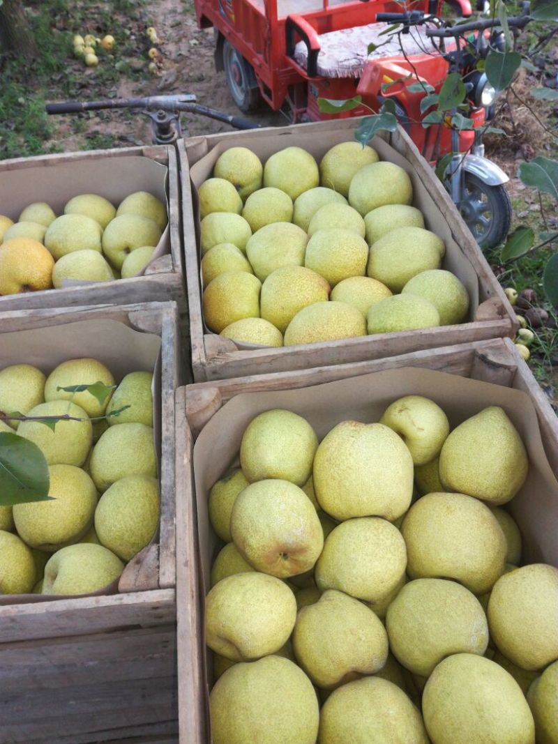 砀山梨250~300g光果
