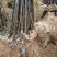 矮化砧苹果苗苹果苗育苗基地苹果苗批发苹果苗新品种
