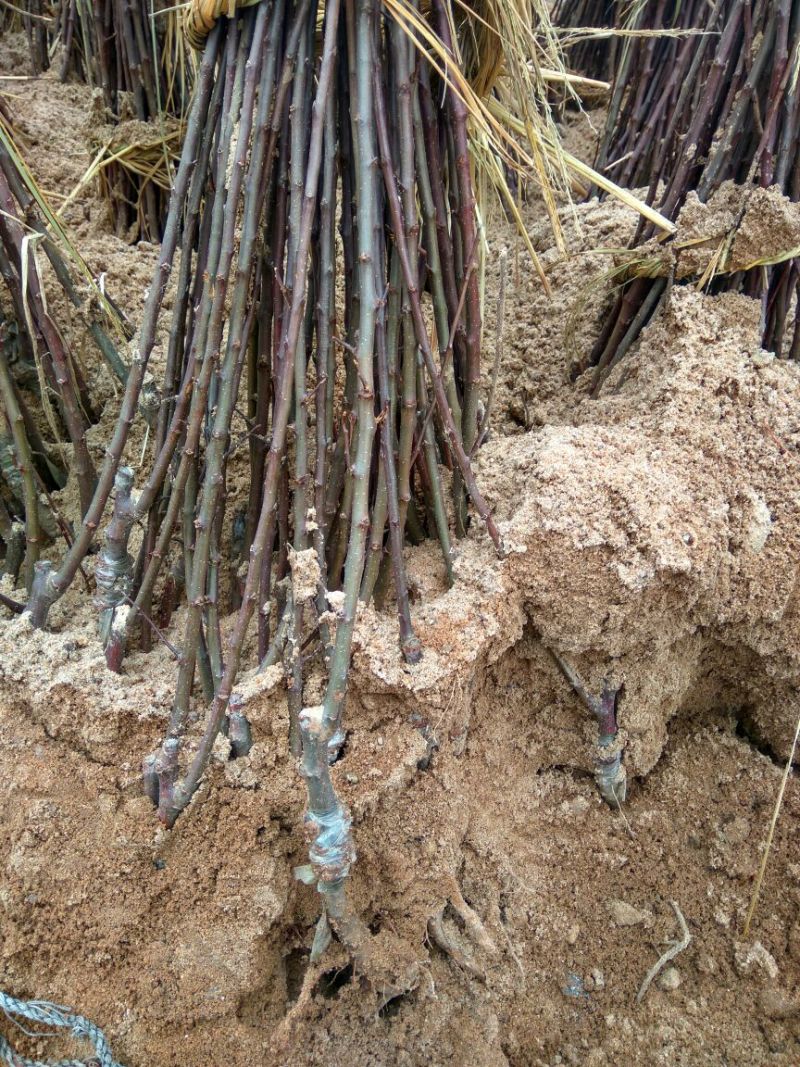 矮化砧苹果苗苹果苗育苗基地苹果苗批发苹果苗新品种
