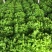 散叶生菜，意大利生菜7两~8两