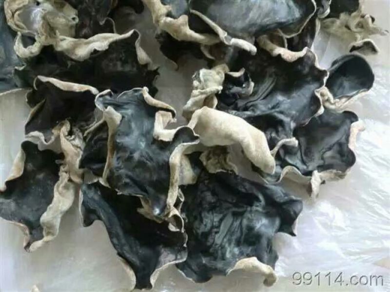 毛木耳一级