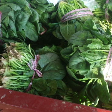 大叶菠菜25~30厘米