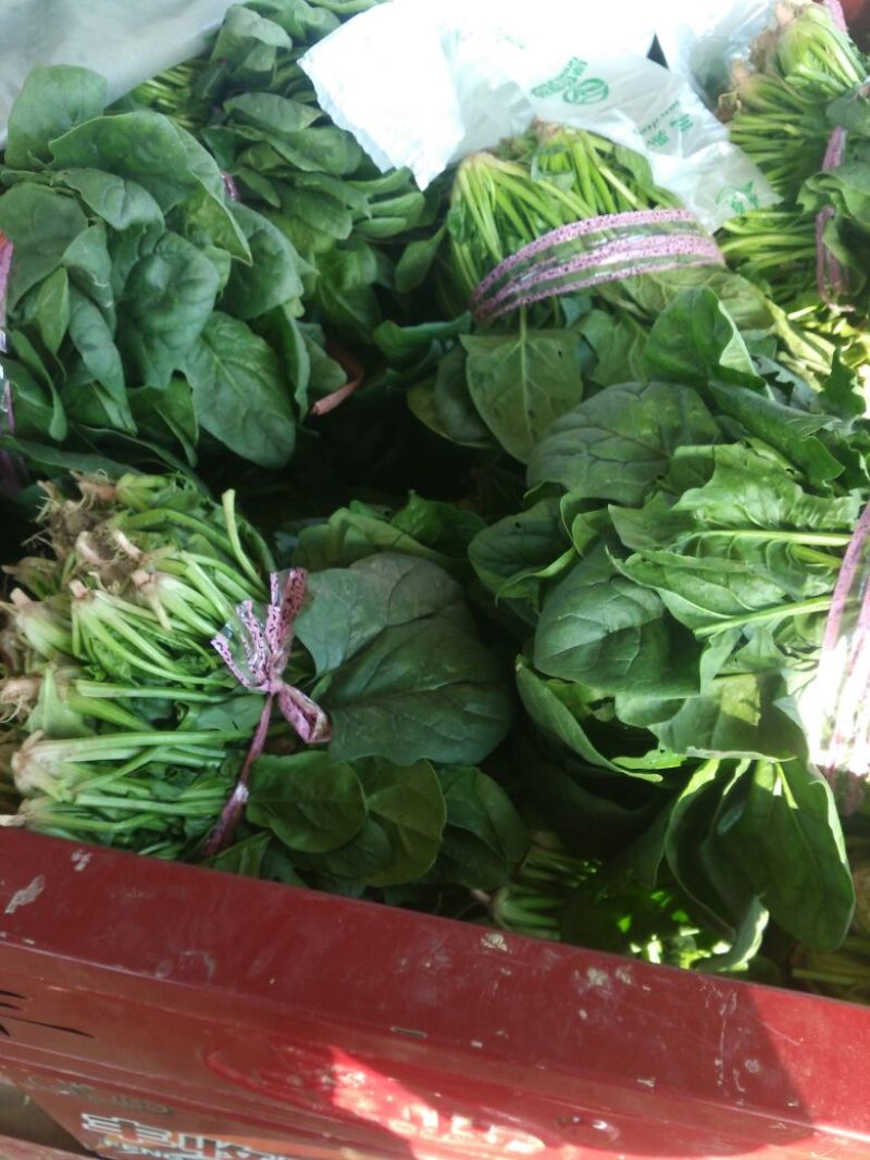 大叶菠菜25~30厘米