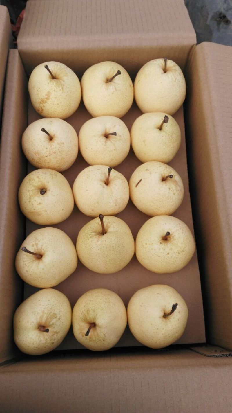 酥梨200~250g筐装