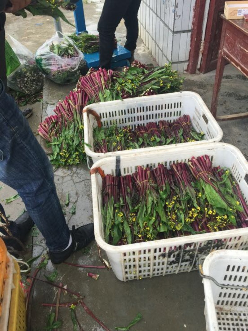 红菜苔