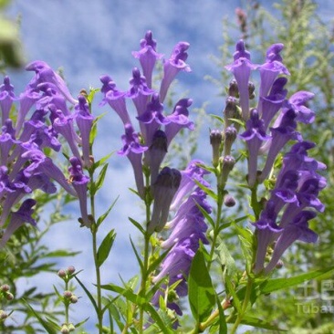 黄芩