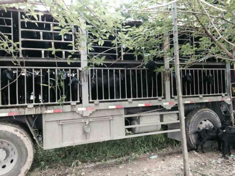 黑山羊种羊30斤以下