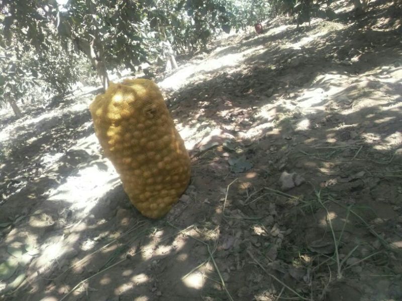 核桃去皮干