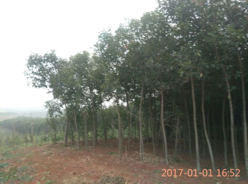 【大叶冬青苗】80cm以上河南南阳苗木基地直供品质保证