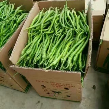 线椒15~20厘米青