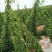 灵芝山药70厘米以上特级